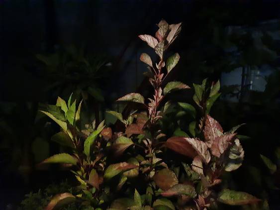 Samsung Galaxy A50s camera