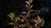 Samsung Galaxy A50s camera