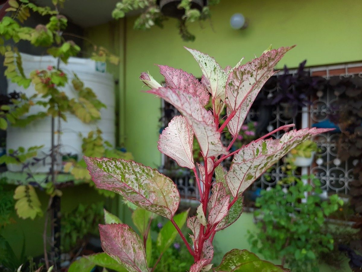 Samsung Galaxy A50s camera