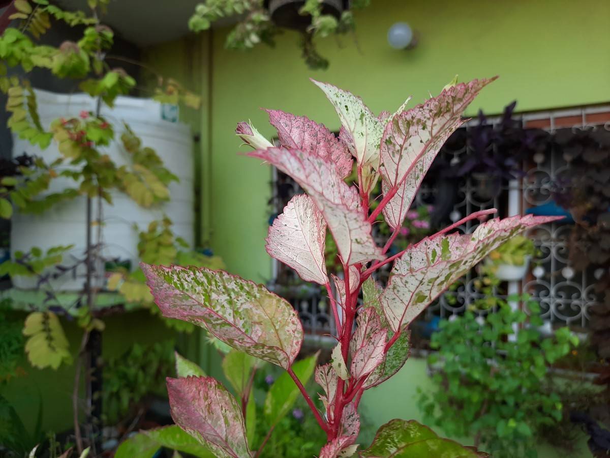 Samsung Galaxy A50s camera