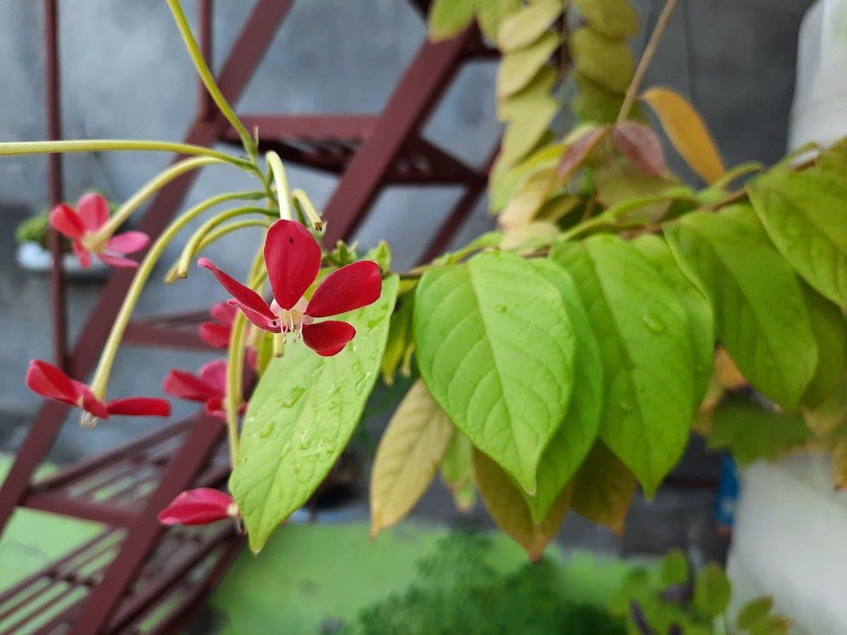 Samsung Galaxy A50s camera