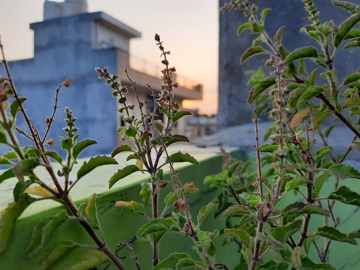 Samsung Galaxy A50s camera