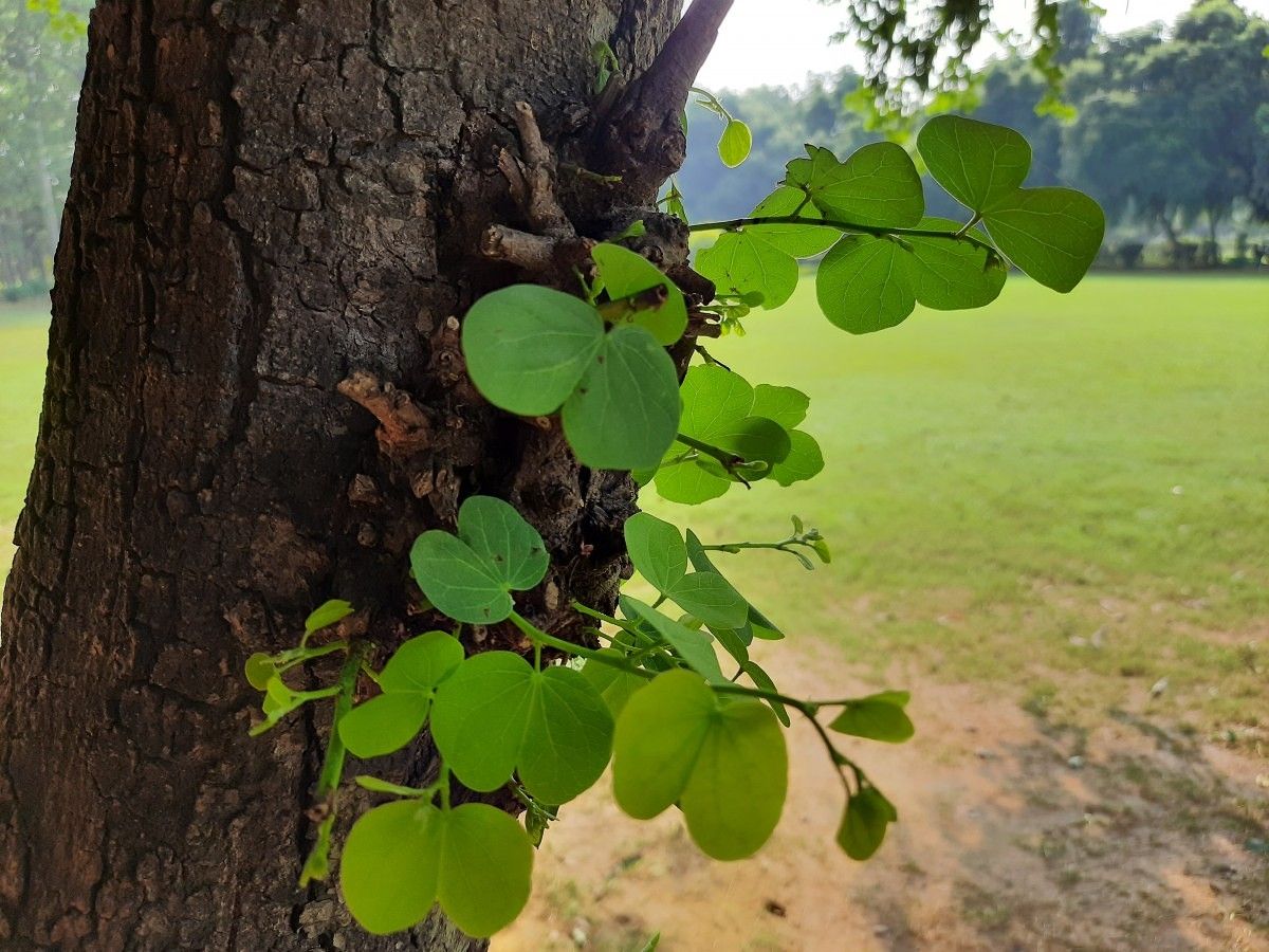 Samsung Galaxy A50s camera