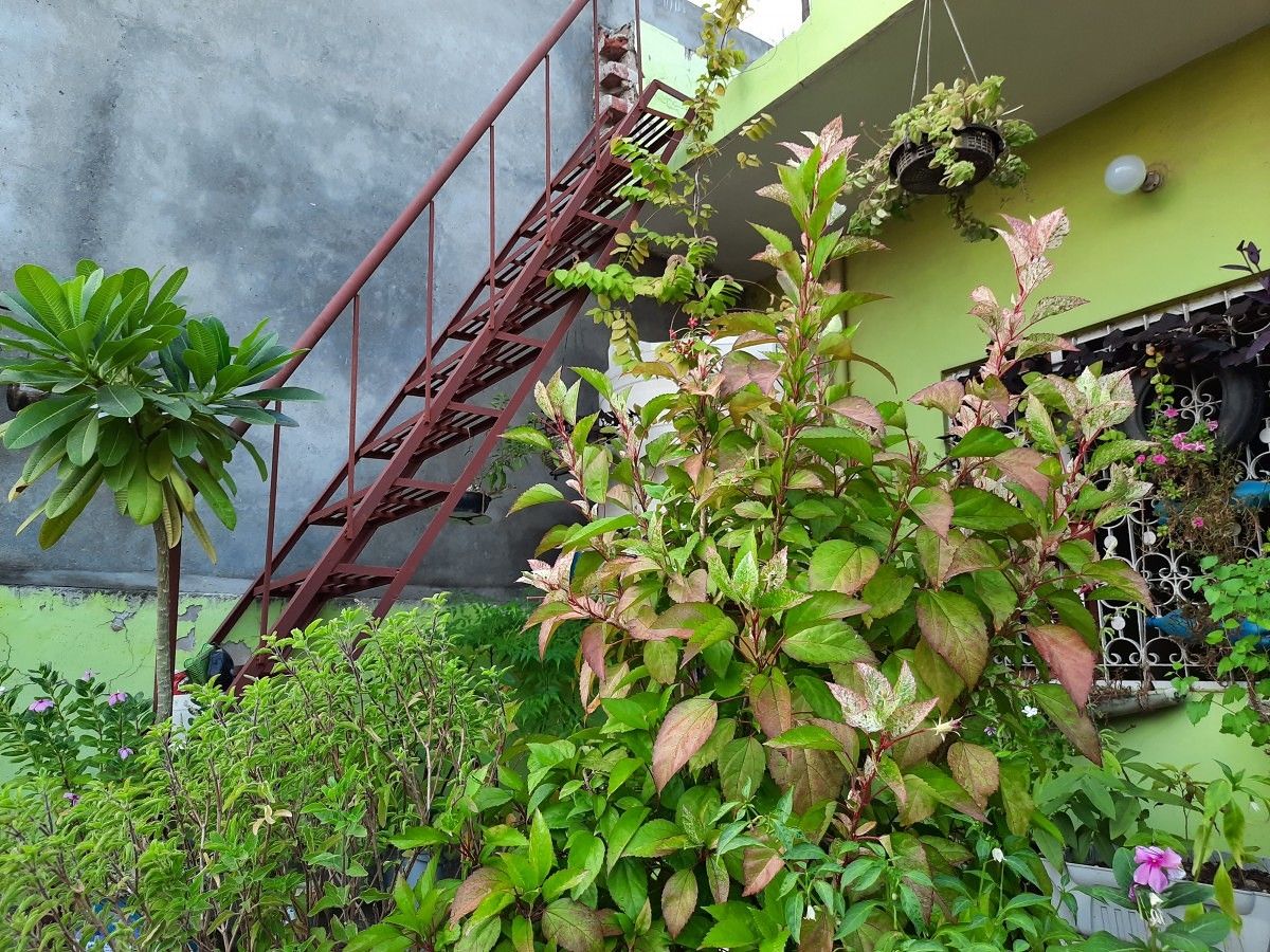 Samsung Galaxy A50s camera