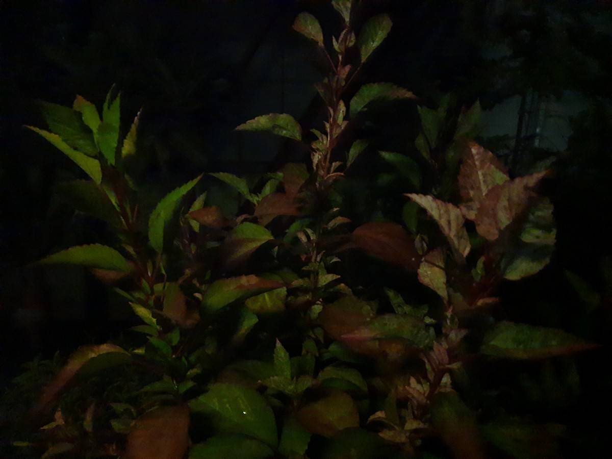 Samsung Galaxy M30s camera
