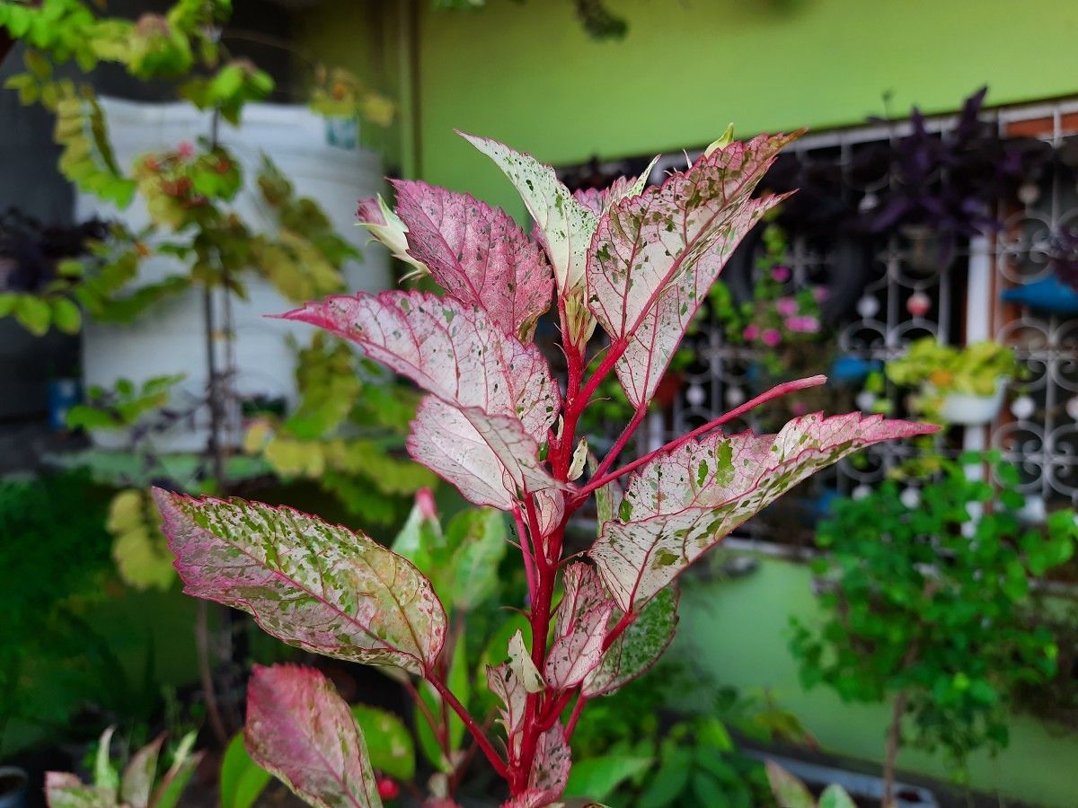 Samsung Galaxy M30s camera