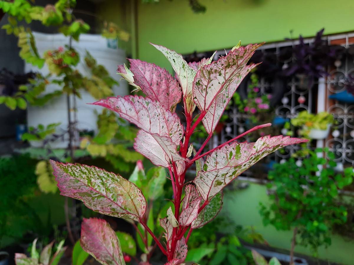Samsung Galaxy M30s camera