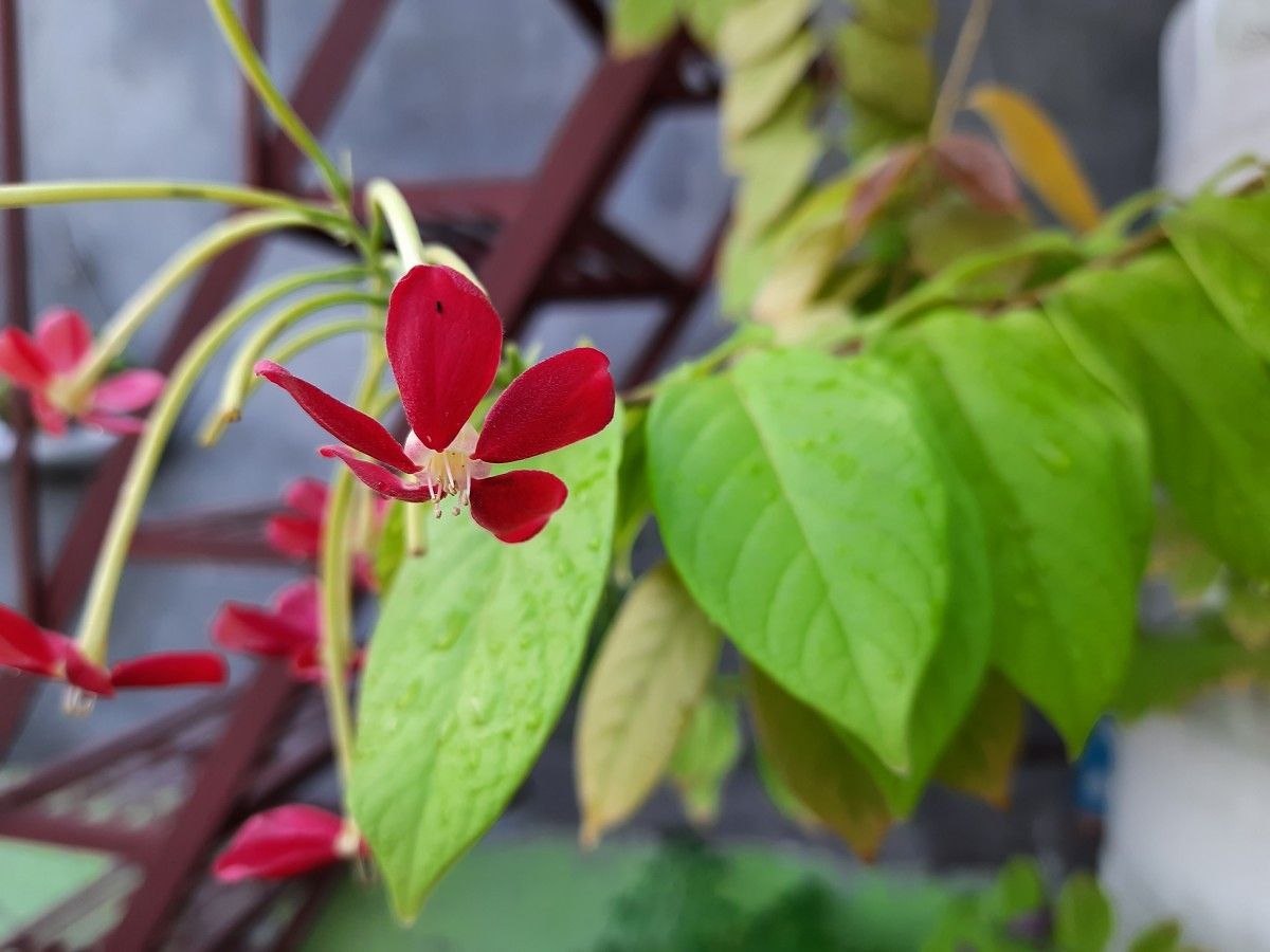 Samsung Galaxy M30s camera