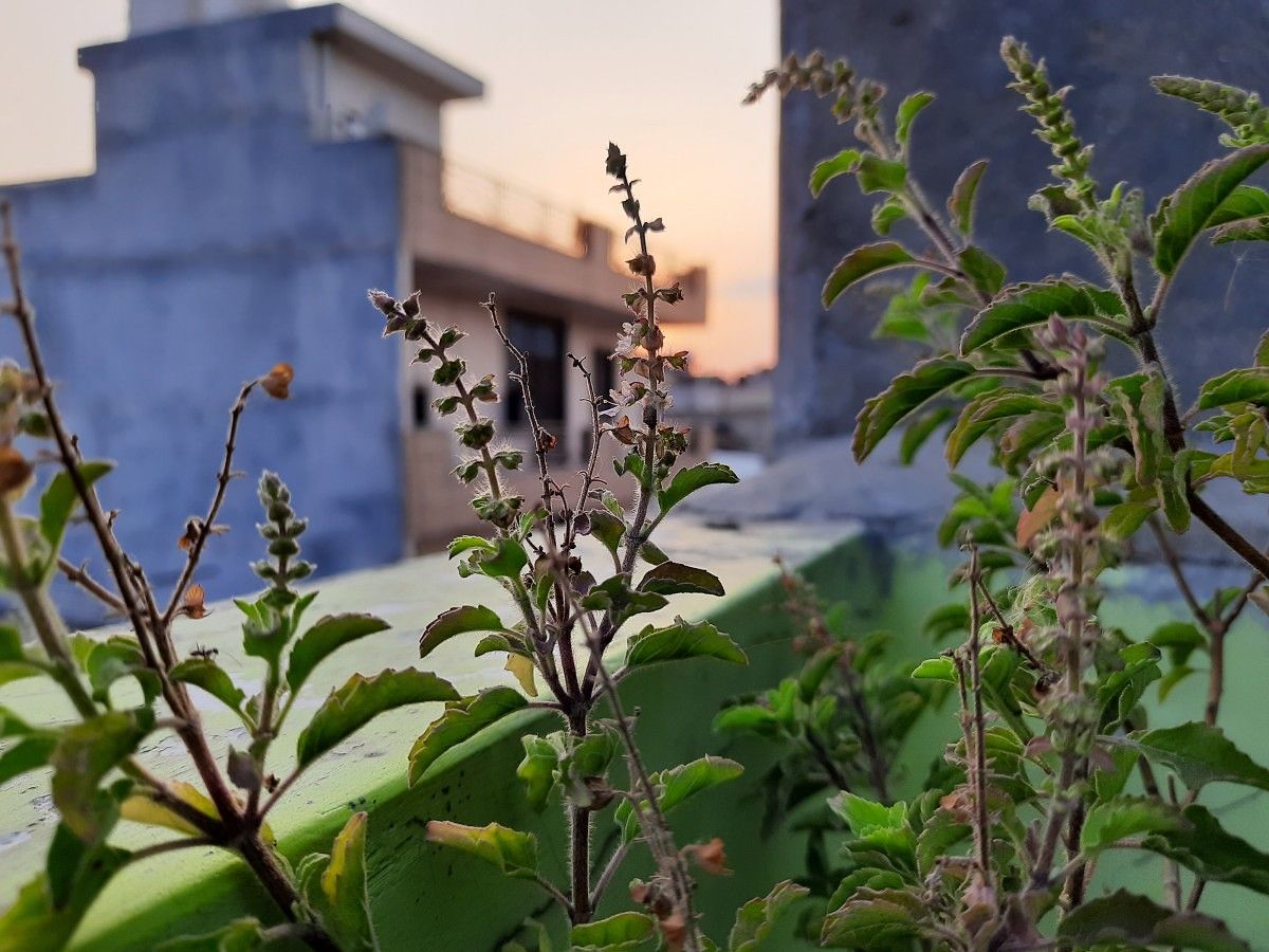 Samsung Galaxy M30s camera