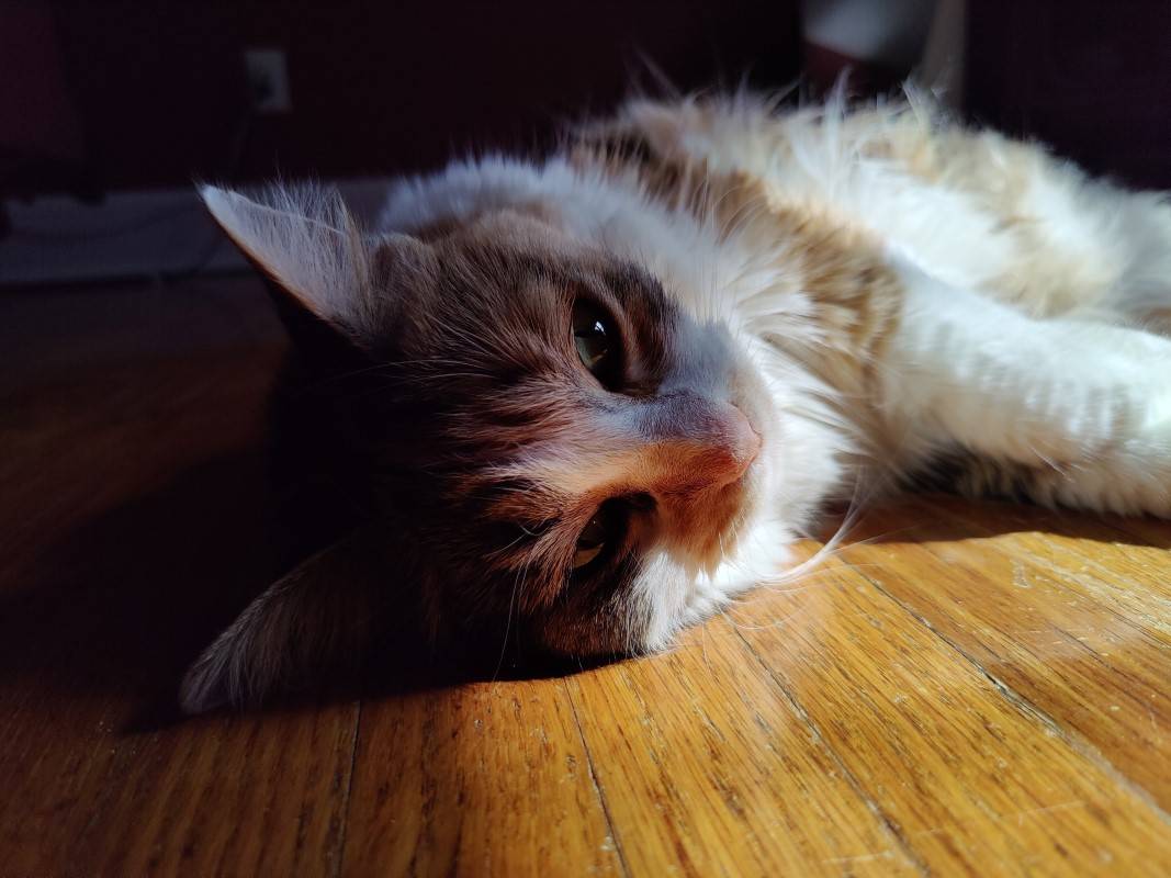 Cat on the floor