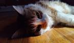 Cat on the floor