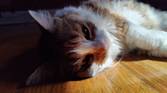 Cat on the floor