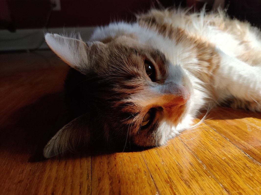 Cat on the floor