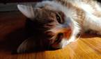 Cat on the floor