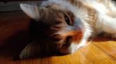 Cat on the floor