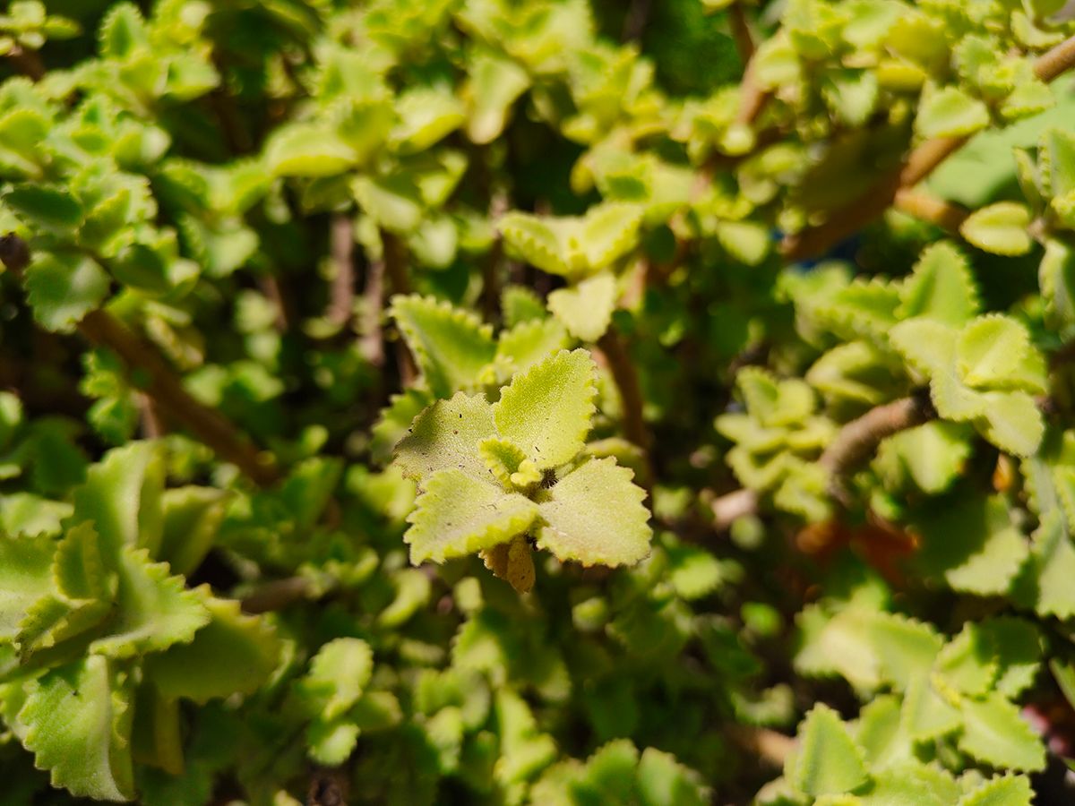 Green plants clicked with Realme 8 Pro 108MP camera