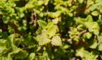 Green plants clicked with Realme 8 Pro 108MP camera
