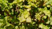 Green plants clicked with Realme 8 Pro 108MP camera