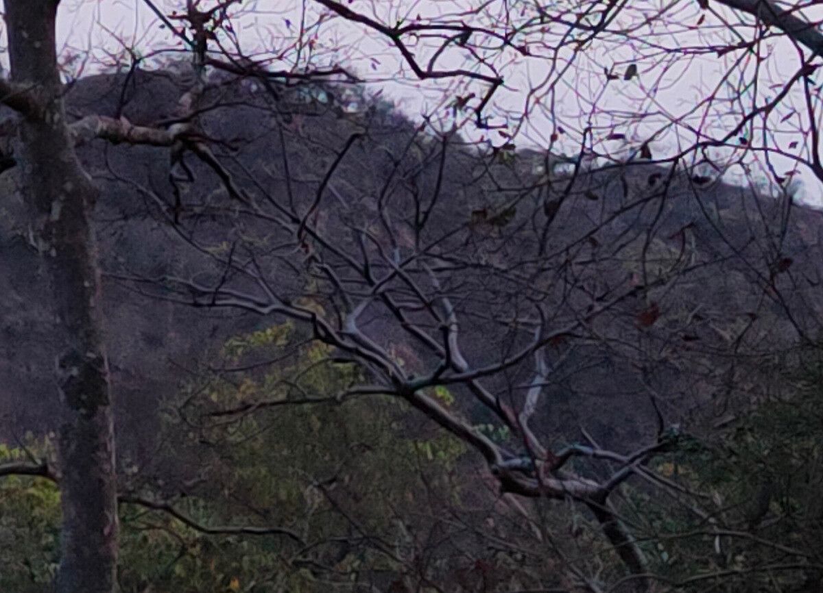 Branches 100% crop of Realme 8 Pro 108MP camera