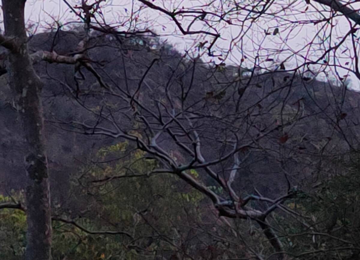 Branches 100% crop of Realme 8 Pro 108MP camera