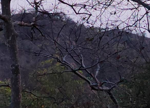 Branches 100% crop of Realme 8 Pro 108MP camera