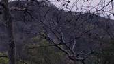 Branches 100% crop of Realme 8 Pro 108MP camera