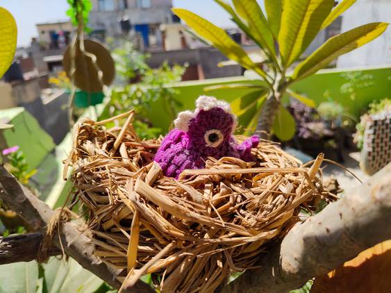 Tree nest clicked with Realme 8 Pro 108MP camera