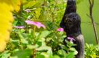 flowers and sculpture clicked with Realme 8 Pro 12MP camera