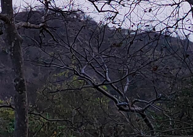 300% crop of Realme 8 Pro 12MP camera trees