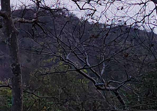 300% crop of Realme 8 Pro 12MP camera trees