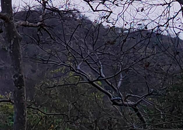 300% crop of Realme 8 Pro 12MP camera trees