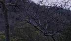 300% crop of Realme 8 Pro 12MP camera trees