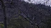 300% crop of Realme 8 Pro 12MP camera trees