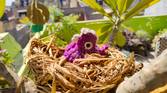 Nest clicked with Realme 8 Pro 108MP camera