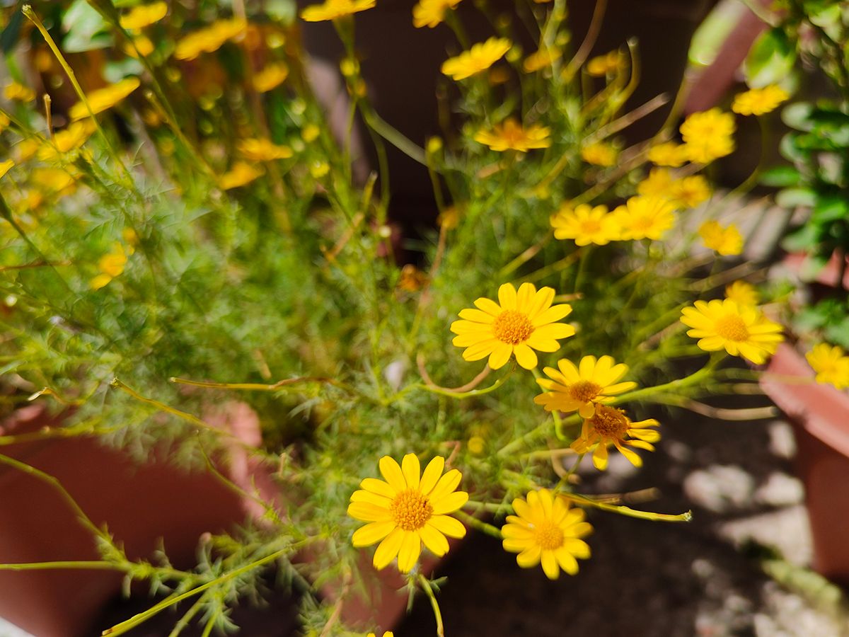 Yellow flowers clicked with Realme 8 Pro 108MP camera