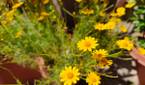 Yellow flowers clicked with Realme 8 Pro 108MP camera