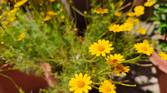 Yellow flowers clicked with Realme 8 Pro 108MP camera