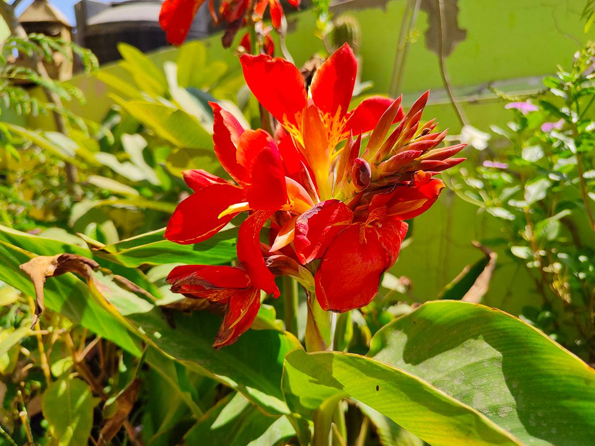 Red flowers clicked with Realme 8 Pro 108MP camera