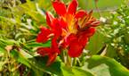 Red flowers clicked with Realme 8 Pro 108MP camera
