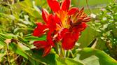 Red flowers clicked with Realme 8 Pro 108MP camera
