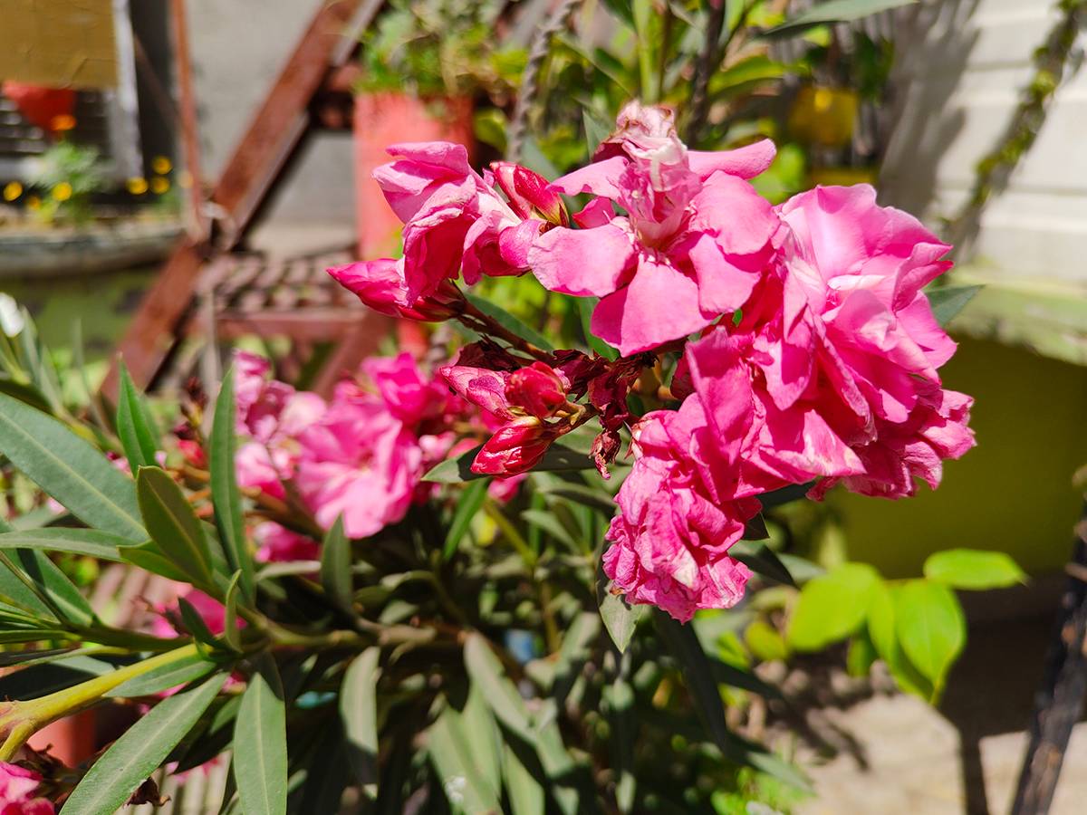 Pink flowers clicked with Realme 8 Pro 108MP camera