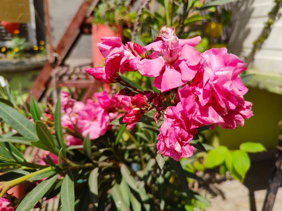 Pink flowers clicked with Realme 8 Pro 108MP camera