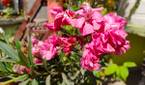 Pink flowers clicked with Realme 8 Pro 108MP camera