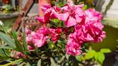 Pink flowers clicked with Realme 8 Pro 108MP camera