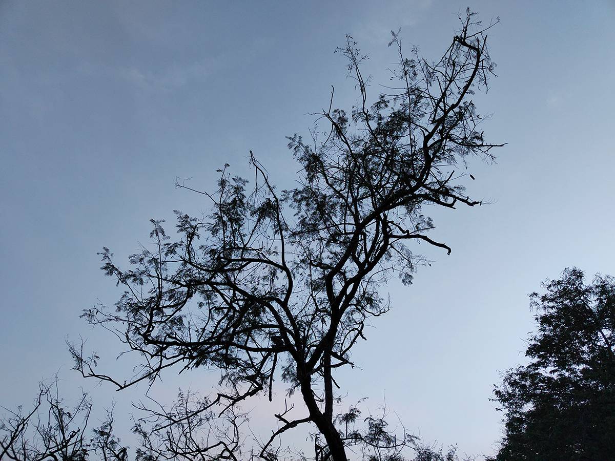 Tree clicked with Realme 8 Pro 108MP camera