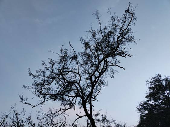 Tree clicked with Realme 8 Pro 108MP camera