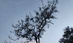 Tree clicked with Realme 8 Pro 108MP camera