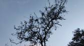 Tree clicked with Realme 8 Pro 108MP camera