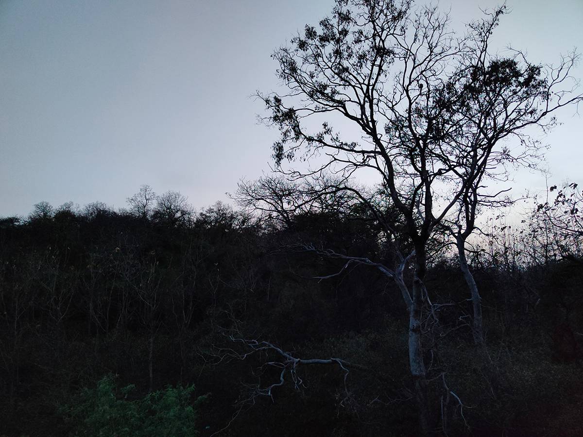 forest clicked with Realme 8 Pro 108MP camera without Night mode