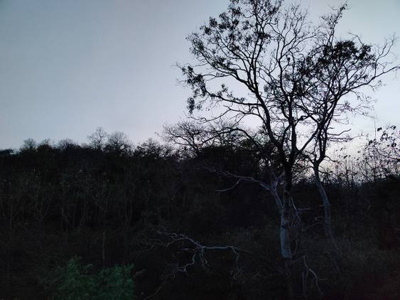forest clicked with Realme 8 Pro 108MP camera without Night mode